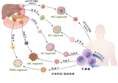 清華長庚醫(yī)院獲批三項2022年度國家重點研發(fā)計劃重點專項，引領(lǐng)細(xì)胞技術(shù)研發(fā)與應(yīng)用新突破