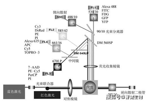 淺談流式細胞術 原理、技術研發與應用前沿