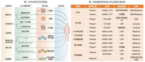 細胞技術 掘金近5000億藍海，把握前沿領域的十倍股機遇